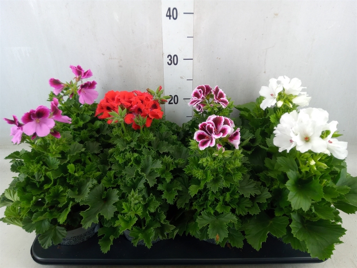 <h4>Pelargonium gran.   ...mix</h4>