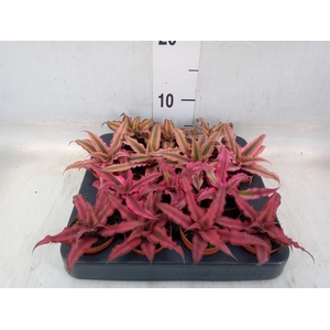 Cryptanthus   ...mix