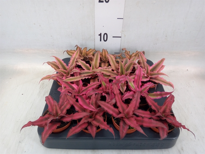 <h4>Cryptanthus   ...mix</h4>