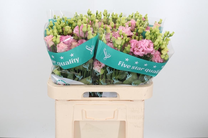 <h4>Eus G Alissa Pink</h4>