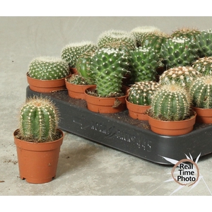 CACTUS OV