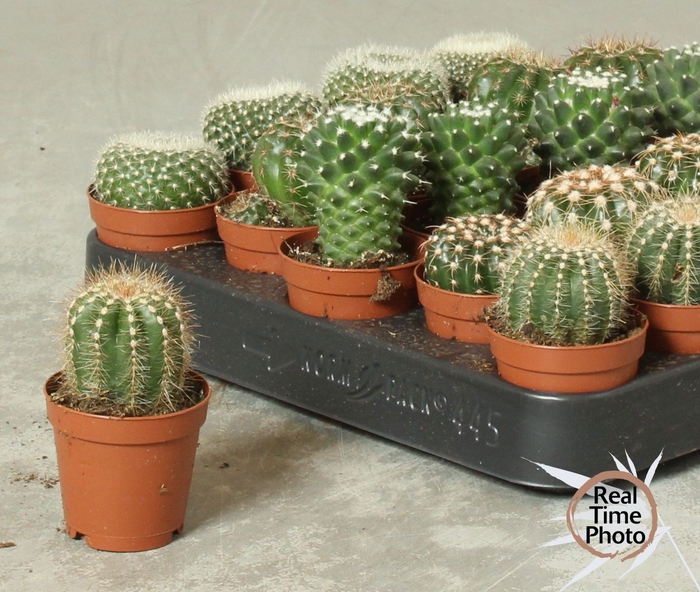 <h4>CACTUS OV</h4>