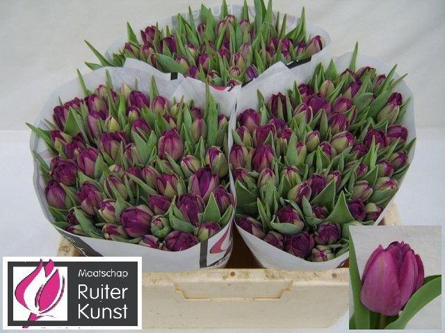 <h4>TU DU BLUE DIAMOND</h4>