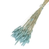 Droogbloem Lagurus 65cm 100g