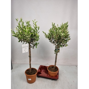 OLEA EUROPAEA