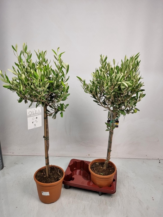 <h4>OLEA EUROPAEA</h4>