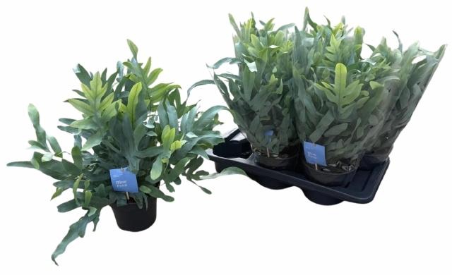 <h4>PHLEBO A BLUE STAR</h4>