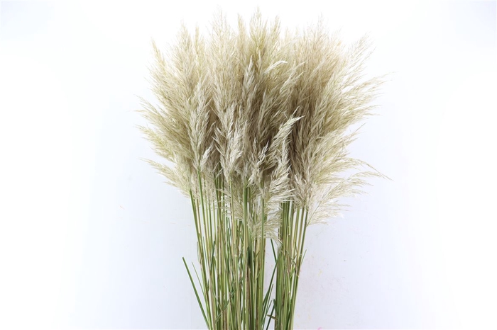 <h4>Cortaderia Vers P Stem</h4>