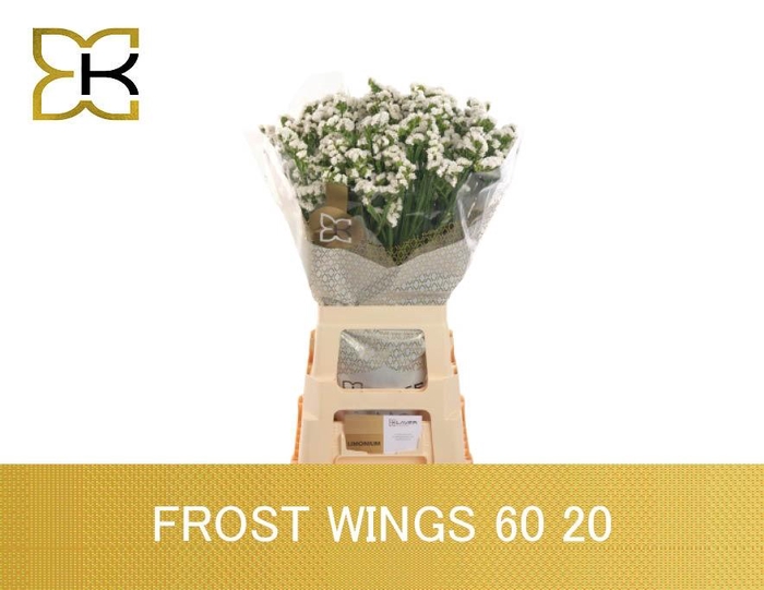<h4>LIM S FROST WINGS</h4>