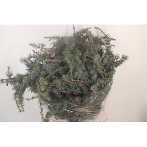 Ceder Libano Per Bunch