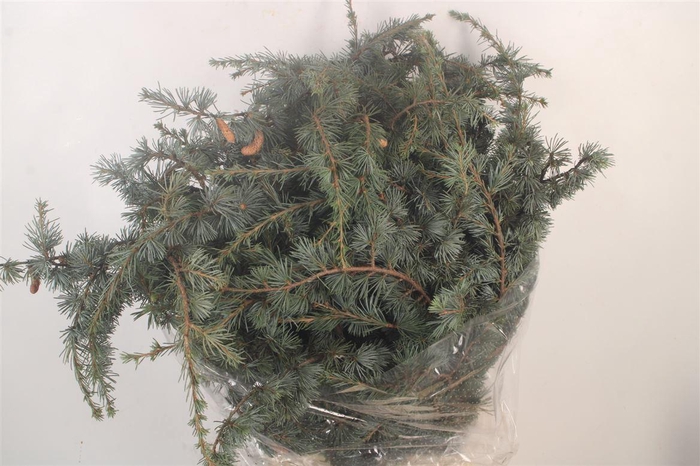 <h4>Ceder Libano Per Bunch</h4>