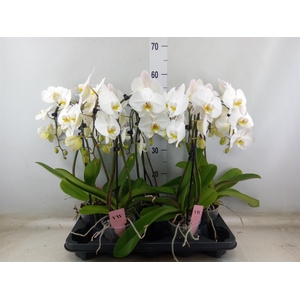 Phalaenopsis  'Ant Leeds'