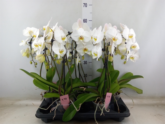 <h4>Phalaenopsis  'Ant Leeds'</h4>