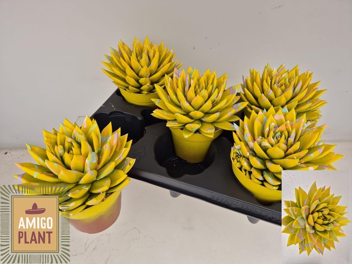 <h4>ECHEV MIRANDA</h4>