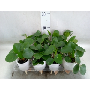 Arr.   Kamerplant Groen L%