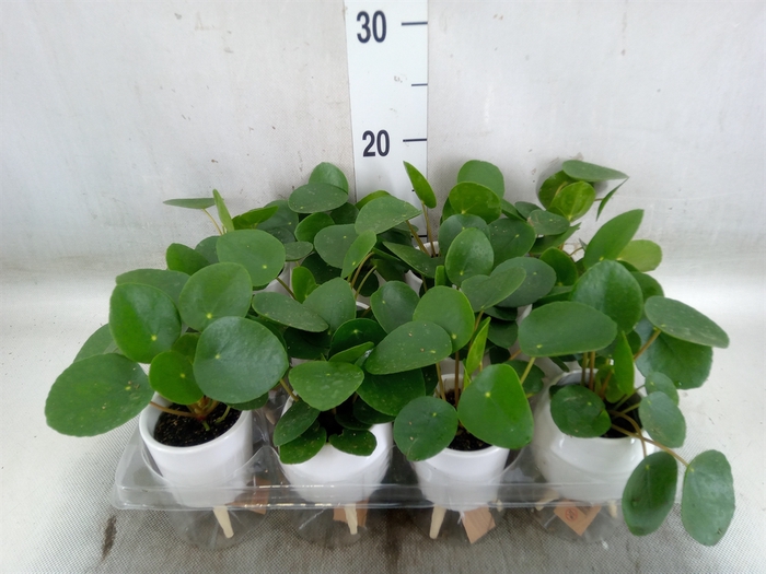 <h4>Arr.   Kamerplant Groen L%</h4>