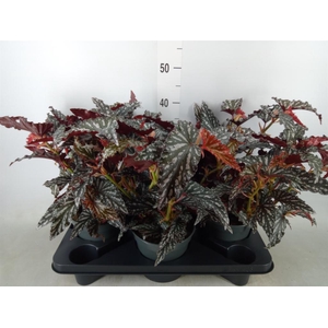 Begonia BD mac. 'Black Forest'