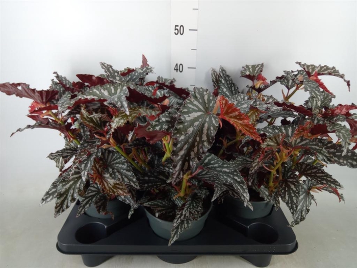 <h4>Begonia BD mac. 'Black Forest'</h4>