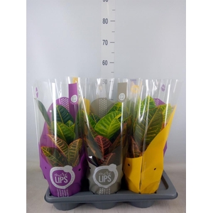 Codiaeum var. GR 'Petra'