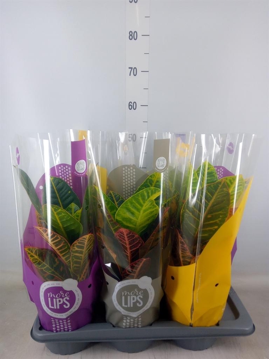 <h4>Codiaeum var. GR 'Petra'</h4>