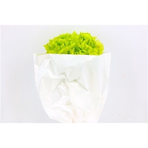 Pres Hydr Apple Green Bunch Head 16-18cm