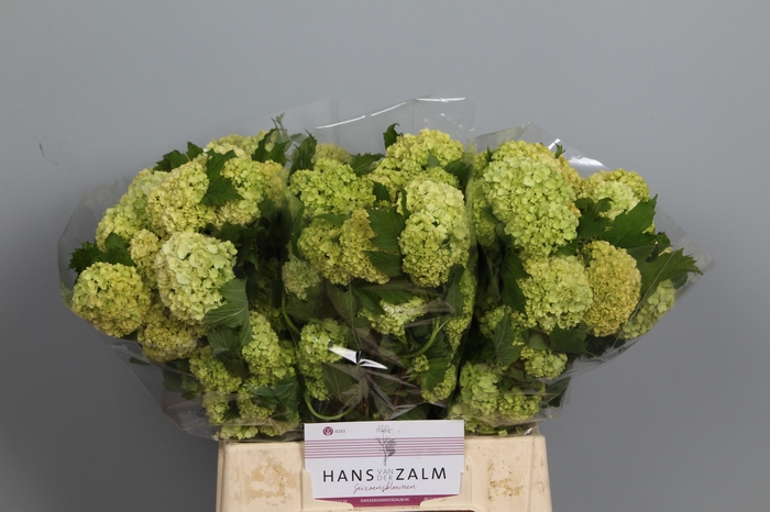 <h4>VIBURNUM ROSEUM ST</h4>