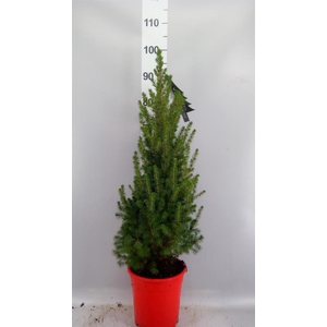 Picea glauca 'Conica'