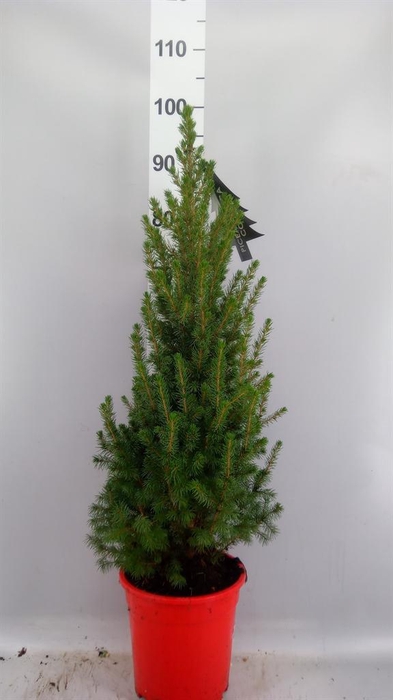 <h4>Picea glauca 'Conica'</h4>