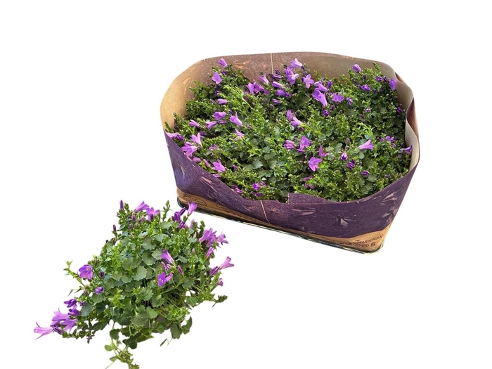 <h4>CAMP POR BLUEONE</h4>