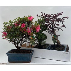 Bonsai overig