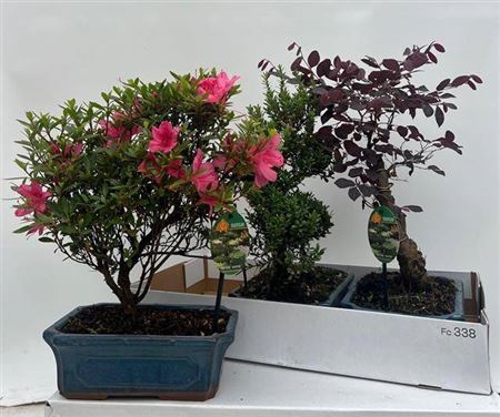 <h4>Bonsai overig</h4>