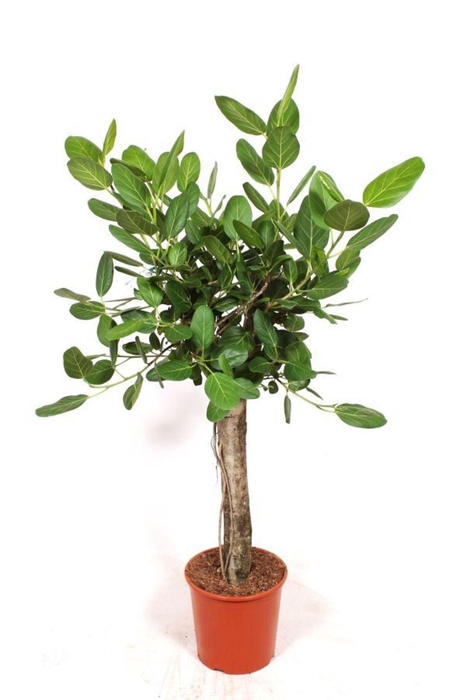 <h4>Ficus benghalensis</h4>