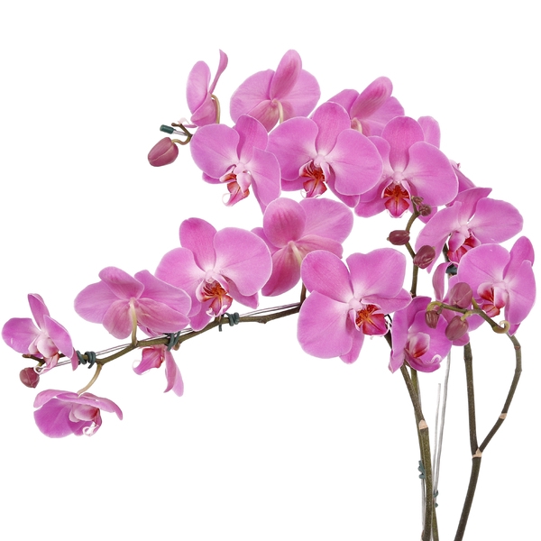 PHALAENOPSIS ROSA