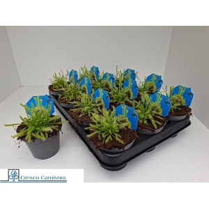 DROSERA