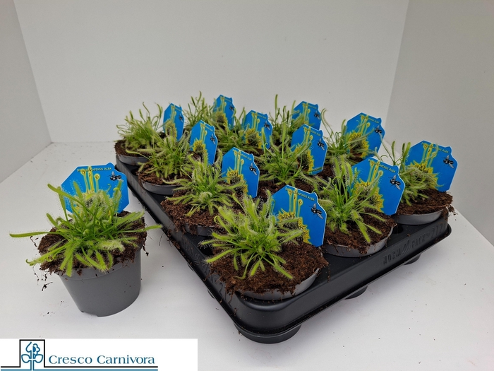<h4>DROSERA</h4>