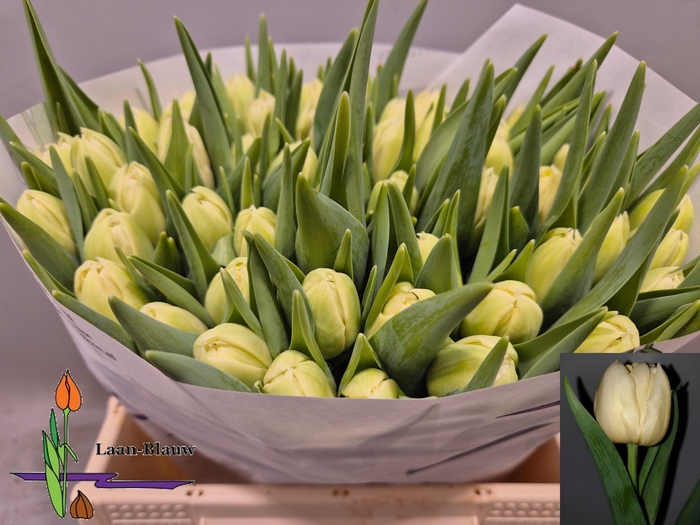 <h4>TU DU VERONA</h4>