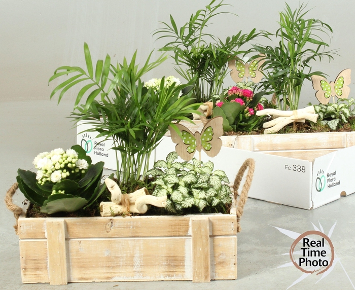 <h4>ARR KAMERPL</h4>