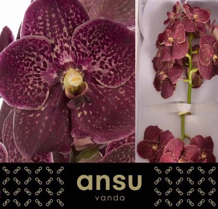 <h4>Vanda Sunanda Chocolate Red</h4>