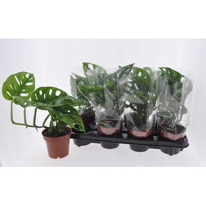 MONSTERA ADANSONII