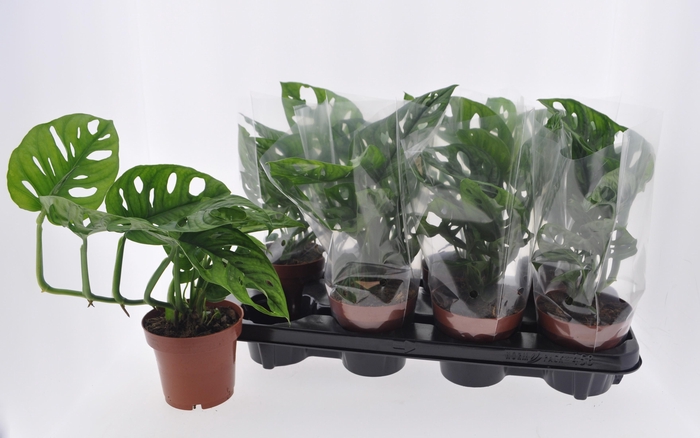 <h4>MONSTERA ADANSONII</h4>