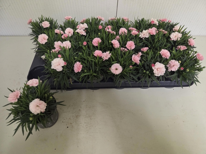 <h4>DIAN I LOVE U</h4>