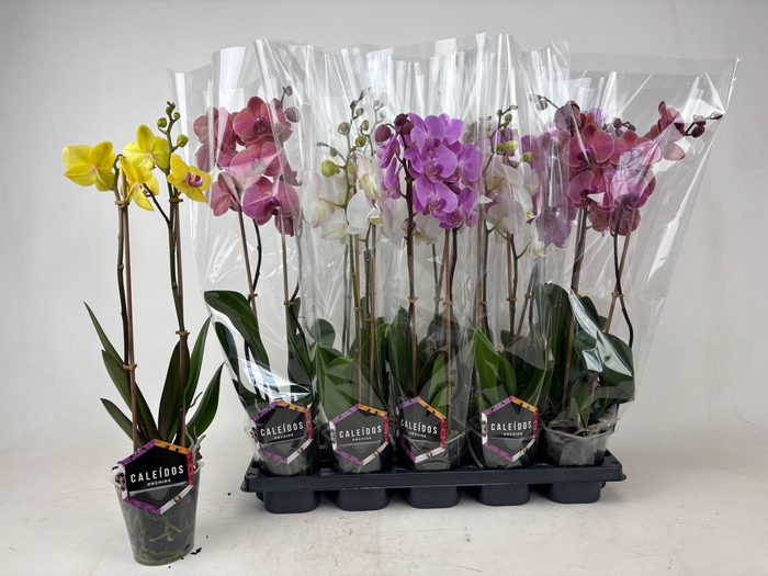 <h4>PHAL GEM 4 KL</h4>