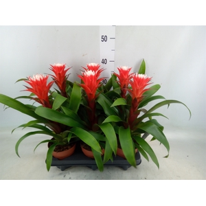 Guzmania  'Hope'