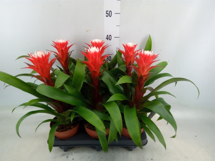 <h4>Guzmania  'Hope'</h4>