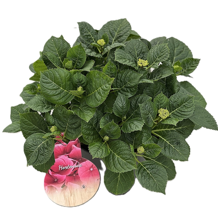 <h4>Hydrangea Canal Pink p23 10+</h4>