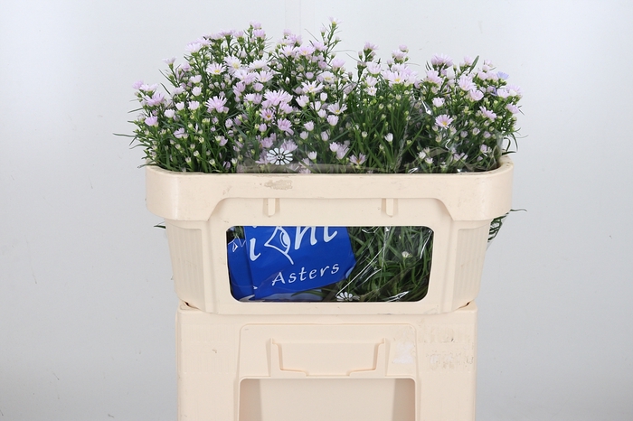 <h4>Aster Claudia</h4>