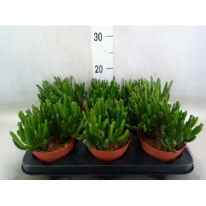 Crassula ovata 'Hobbit'