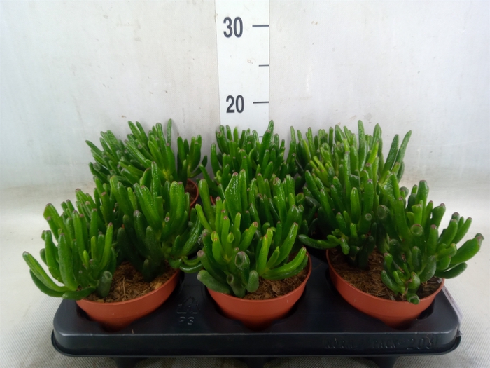 <h4>Crassula ovata 'Hobbit'</h4>