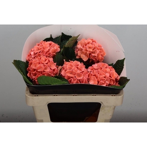 Hydr Wx 50cm Versilia