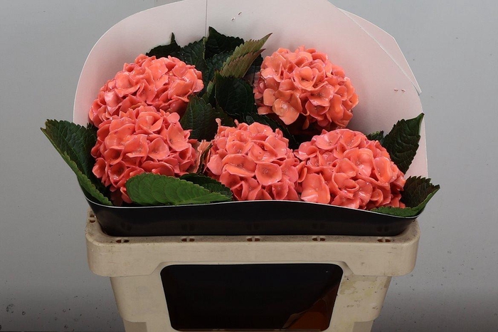 <h4>Hydr Wx 50cm Versilia</h4>